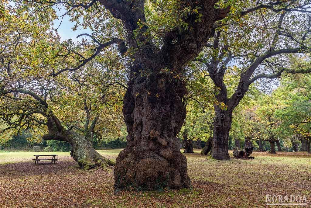 Carbayeda de El Tragamón en Asturias