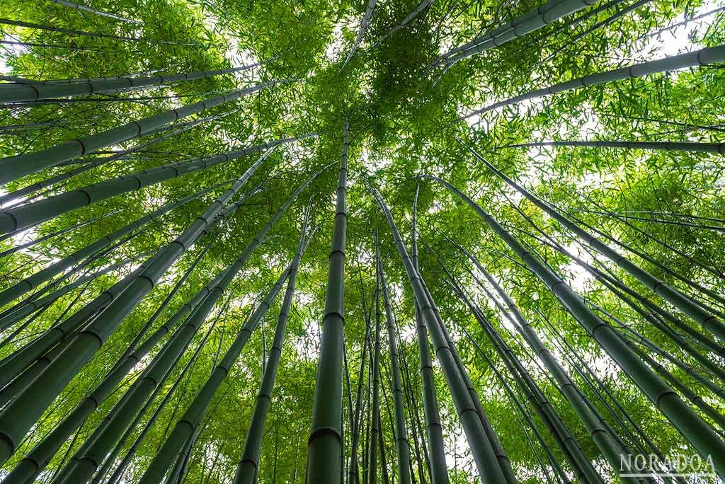 Bosque de bambú de la Ferrería El Pobal en Bizkaia
