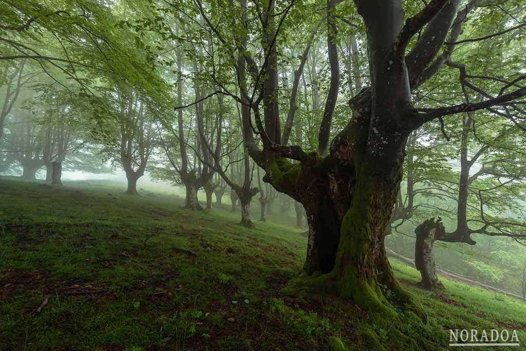 Hayedo de Belaustegi en Bizkaia