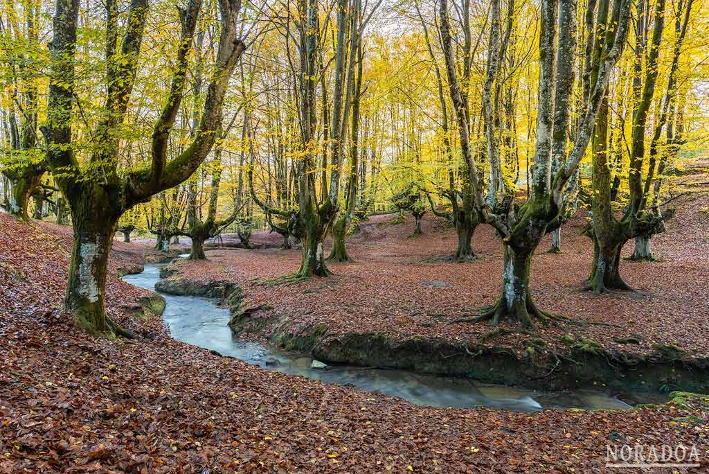 Hayedo de Otzarreta en Bizkaia