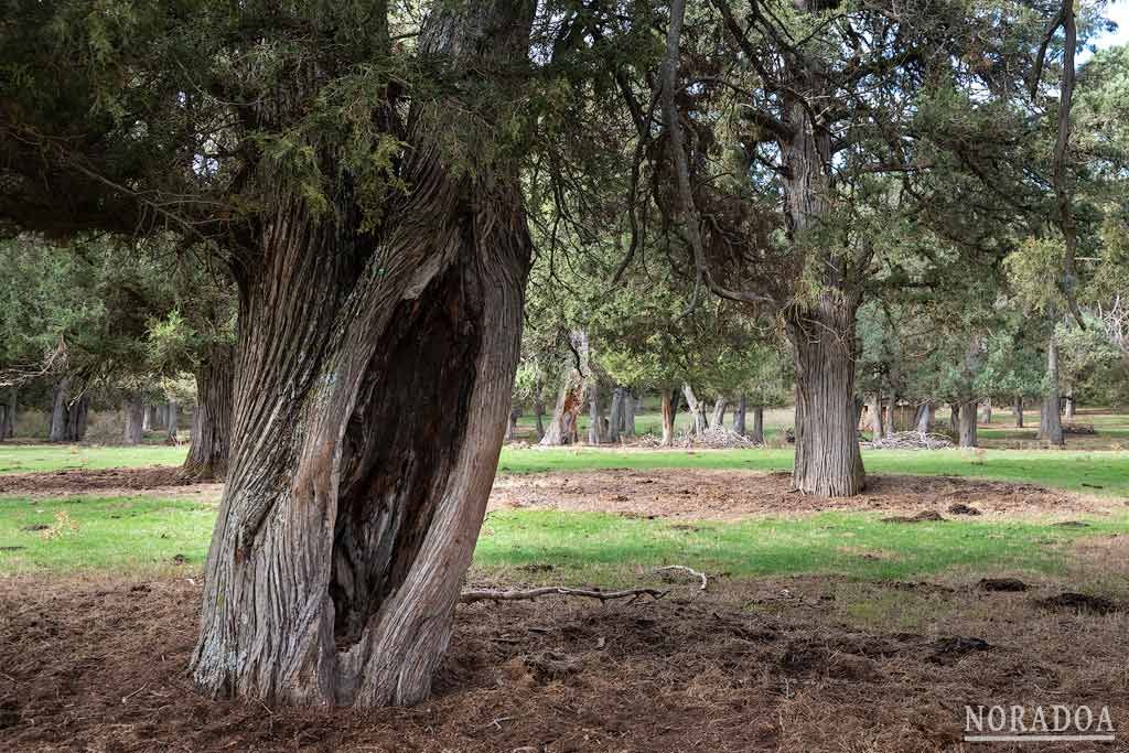 Sabinar de Calatañazor en Soria