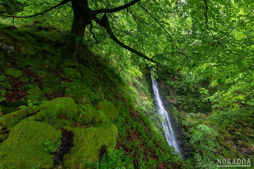 Cascada del hayedo de Belaustegi en Bizkaia