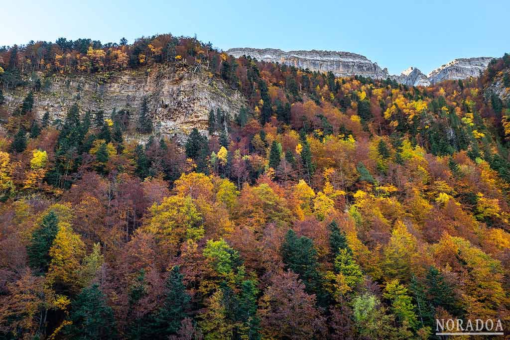 Hayedo de Ordesa en Huesca