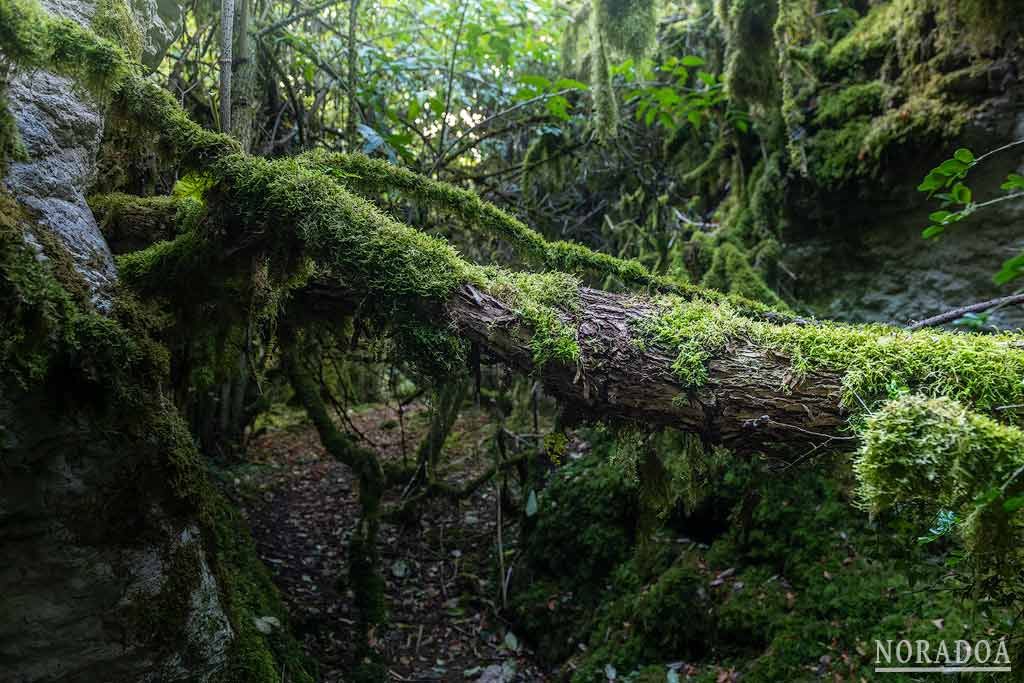 Barranco de Obantzea, un bosque tropical en Navarrra