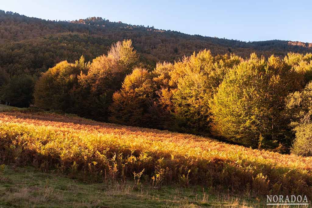 Hayedo Mata de Haya en Navarra