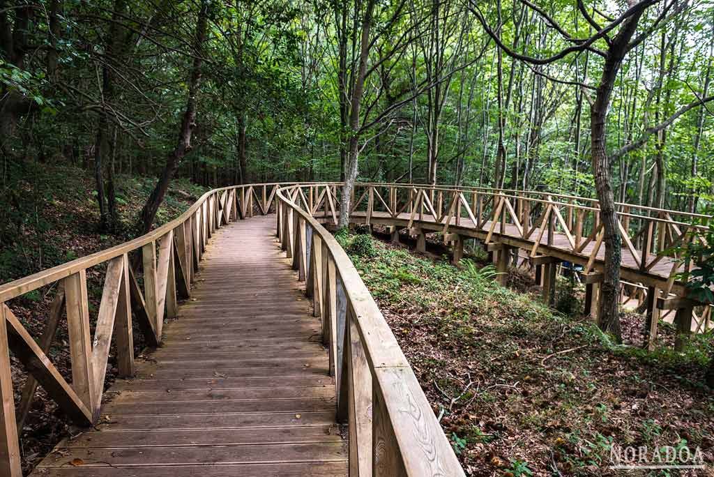 Secuoyas del Monte Cabezón en Cantabria