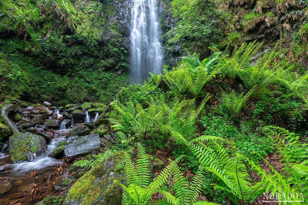 Cascada del hayedo de Belaustegi en Bizkaia