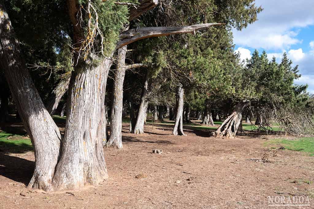 Sabinar de Calatañazor en Soria