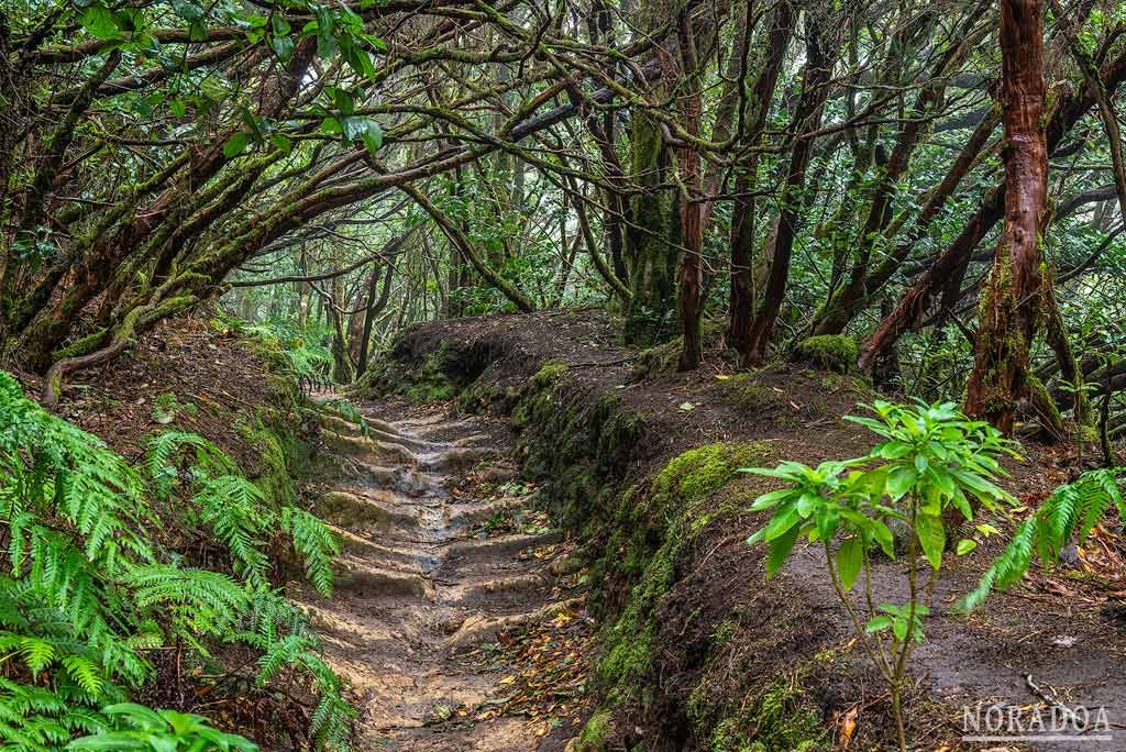 Bosque Encantado de la Reserva Natural de El Pijaral en Tenerife