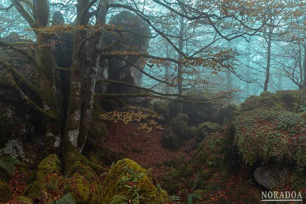 Bosque Encantado de Urbasa en Navarra