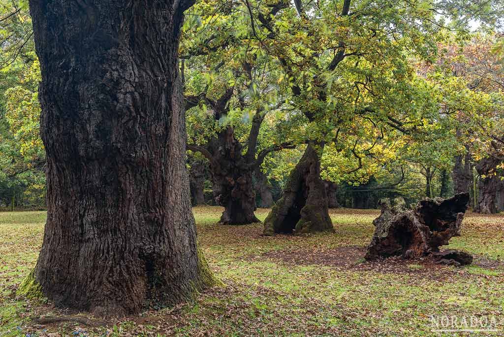 Carbayeda de El Tragamón en Asturias