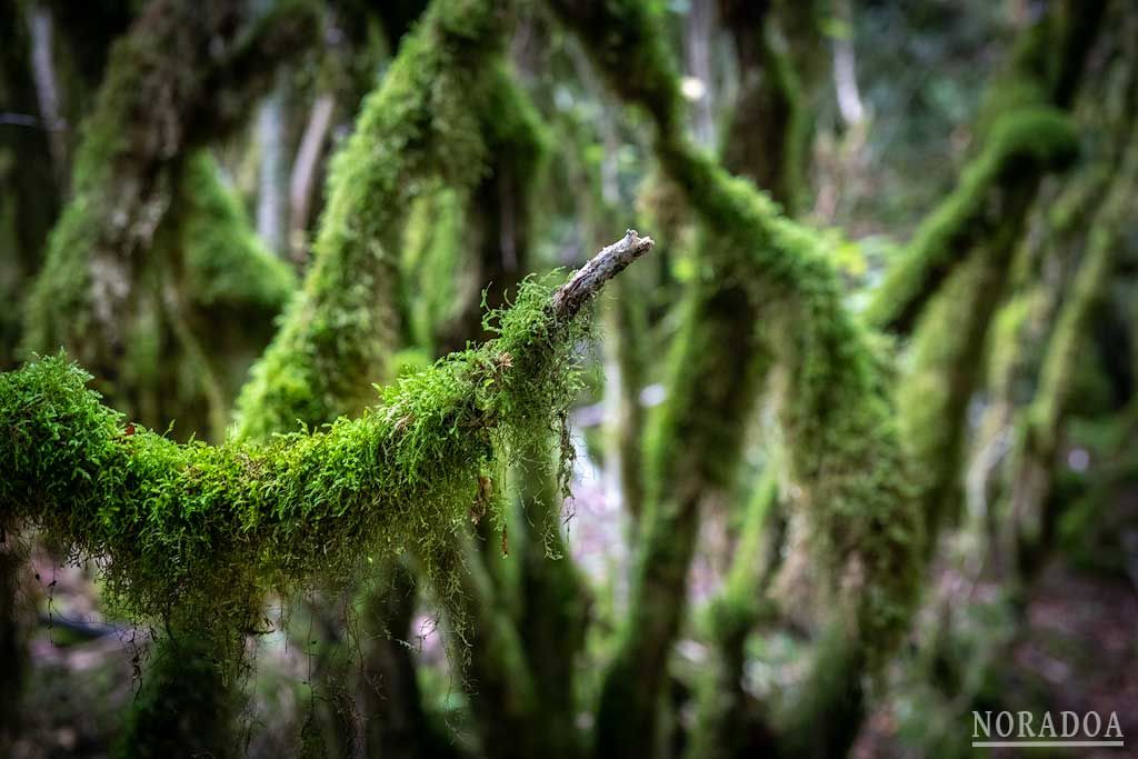 Barranco de Obantzea, un bosque tropical en Navarrra