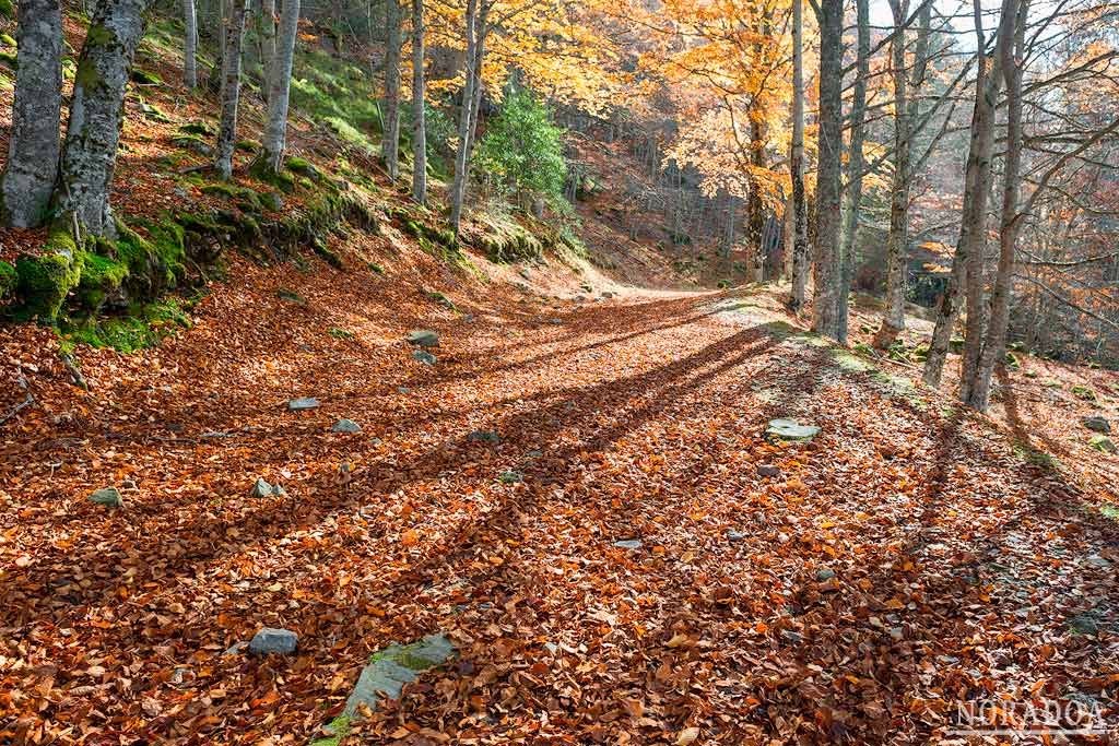 Bosque de la Sierra Cebollera en La Rioja