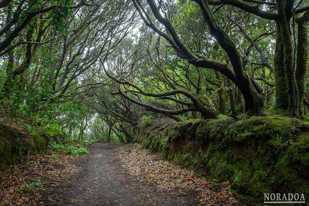 Bosque Encantado de la Reserva Natural de El Pijaral en Tenerife