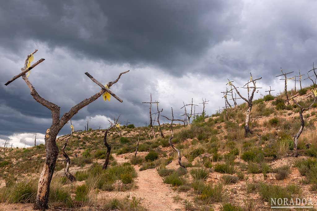 Bosque de las Cruces