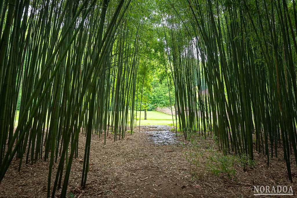 Bosque de bambú de la Ferrería El Pobal en Bizkaia