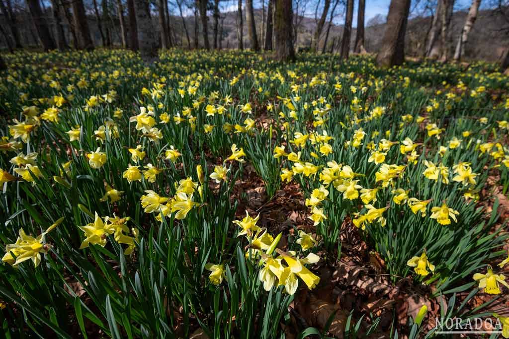Narcisos cerca del Parque Natural del Gorbea