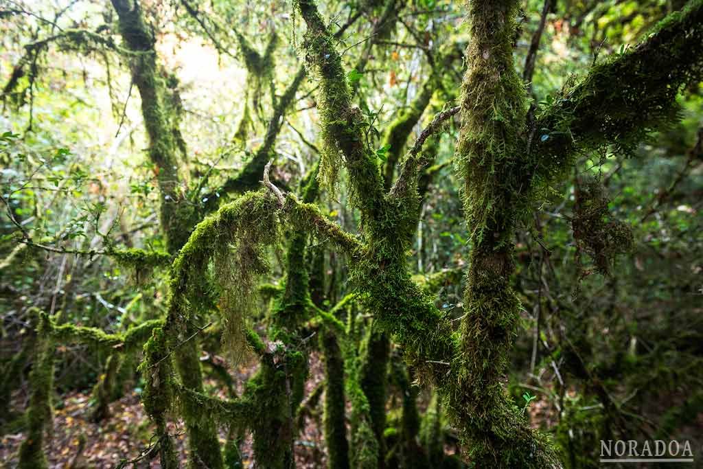 Barranco de Obantzea, un bosque tropical en Navarrra