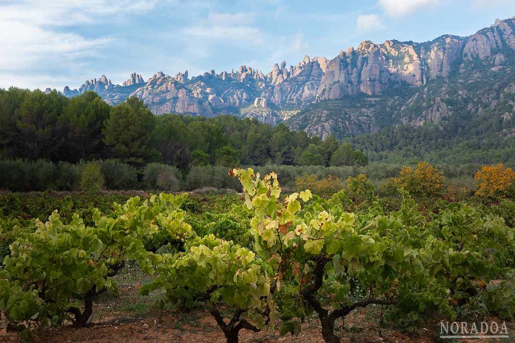 Viñedos en el Bruc con macizo de Montserrat de fondo