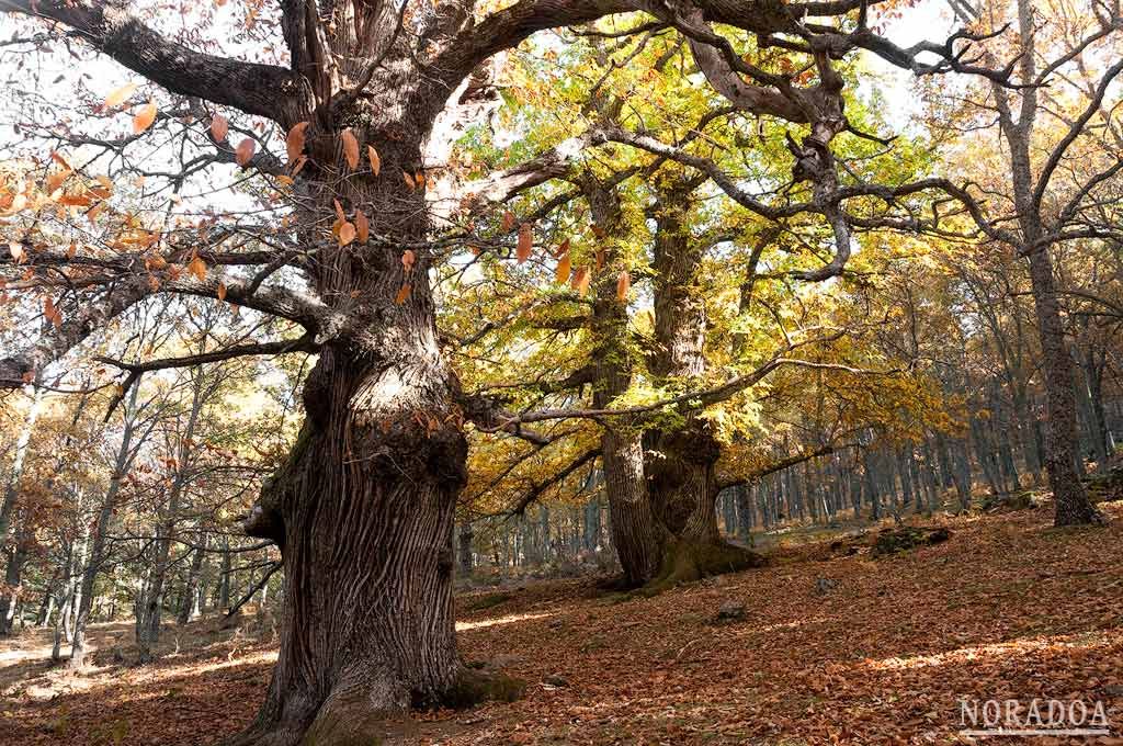 Castañar de El Tiemblo en Ávila