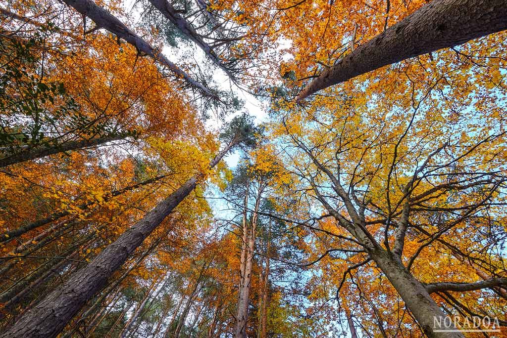 Bosque de la Sierra Cebollera en La Rioja