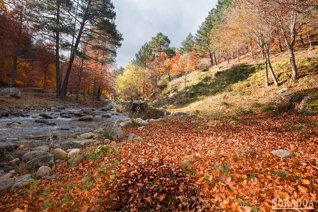 Bosque de la Sierra Cebollera en La Rioja