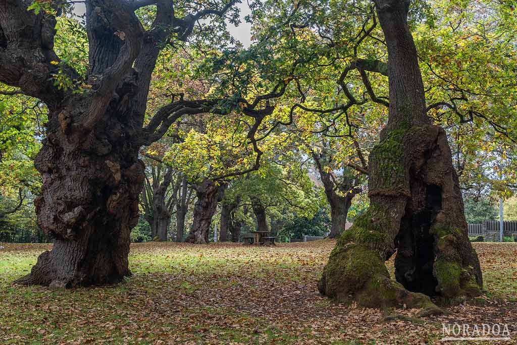 Carbayeda de El Tragamón en Asturias