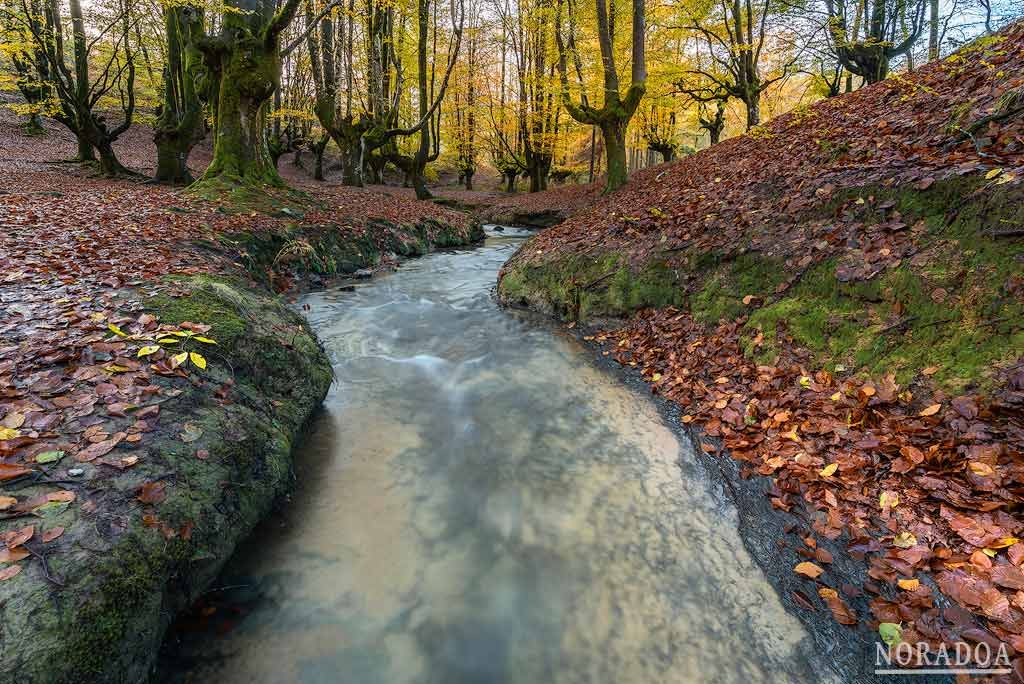 Hayedo de Otzarreta en Bizkaia