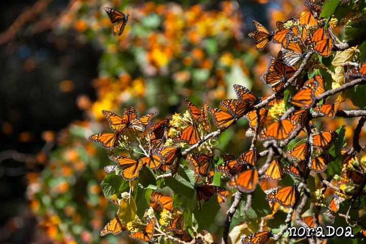 Mariposa Monarca En Mexico