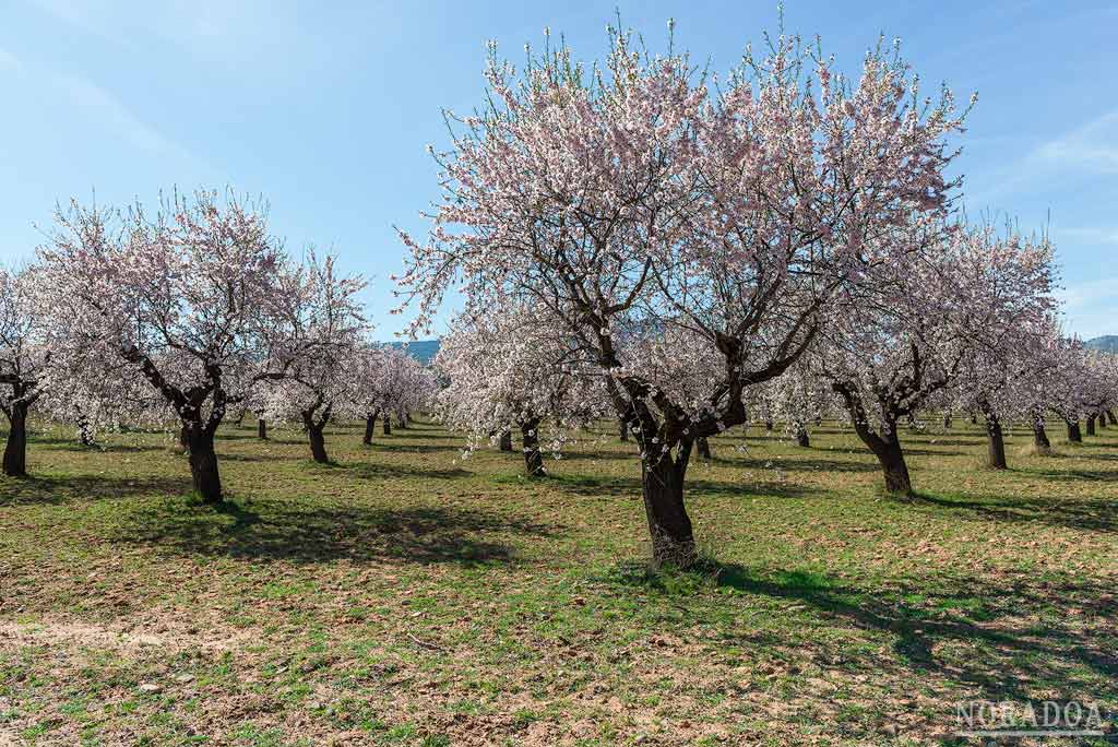 Almendros en flor de Arnedo