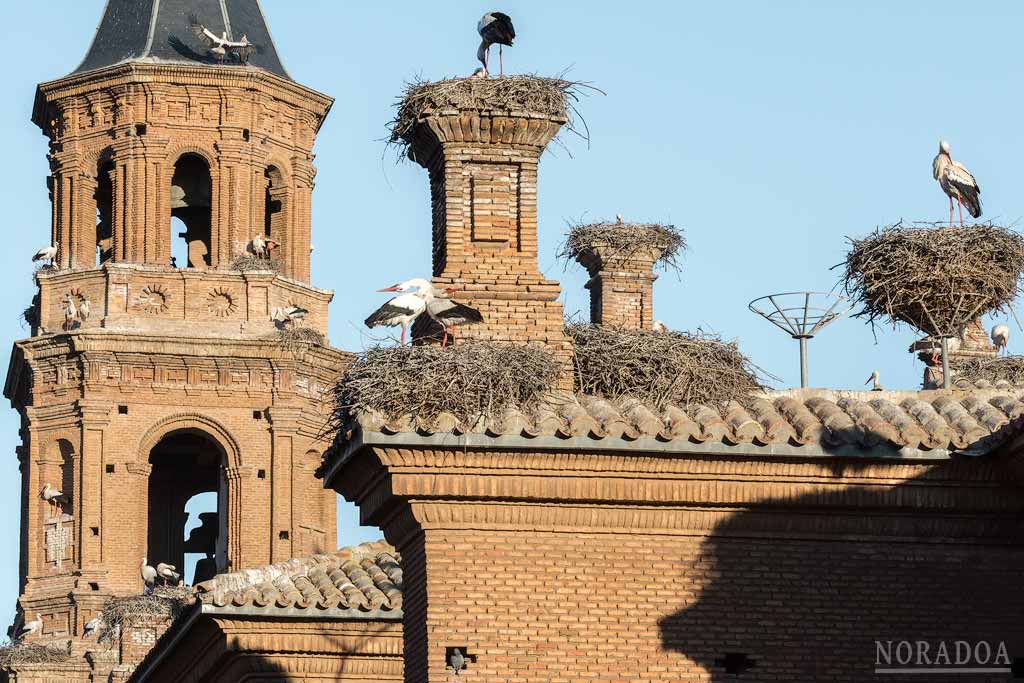 Cigüeñas en la colegiata de San Miguel Arcángel, Alfaro