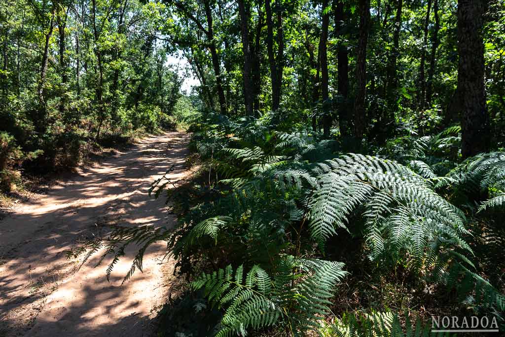 Ruta de las balsas del parque natural de Izki