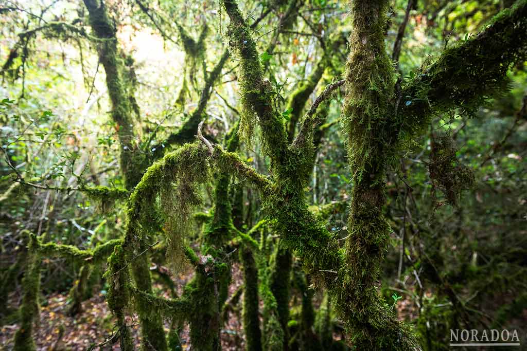 Barranco de Obantzea, un bosque tropical en Navarrra