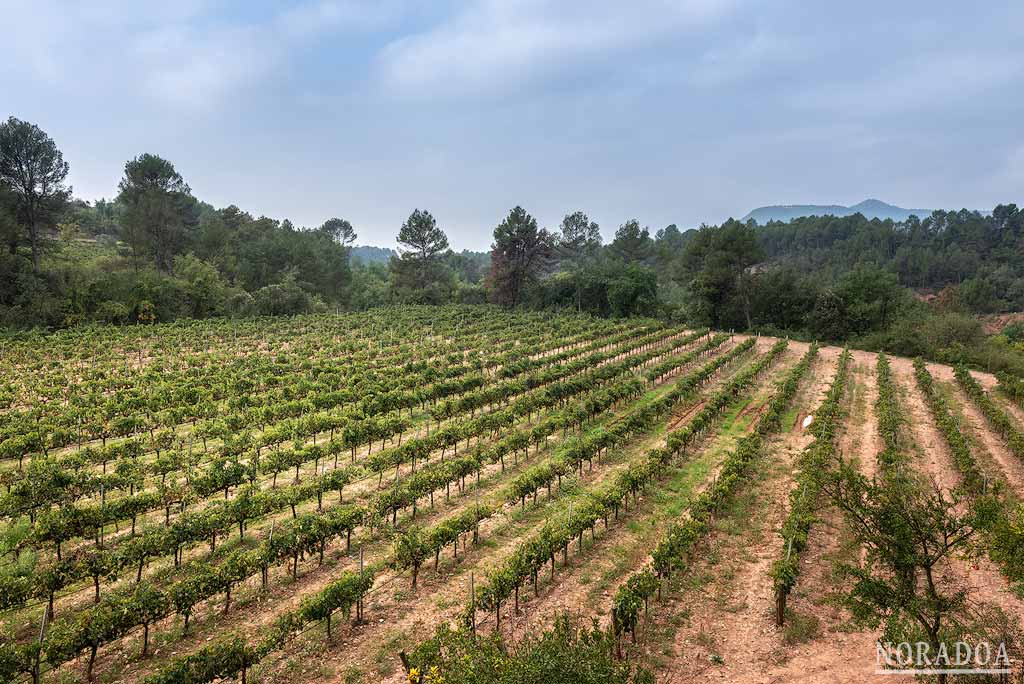 Bodegas Abadal