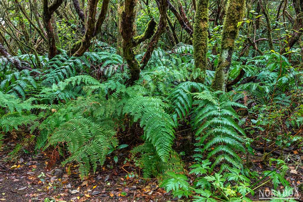 Bosque Encantado de la Reserva Natural de El Pijaral en Tenerife