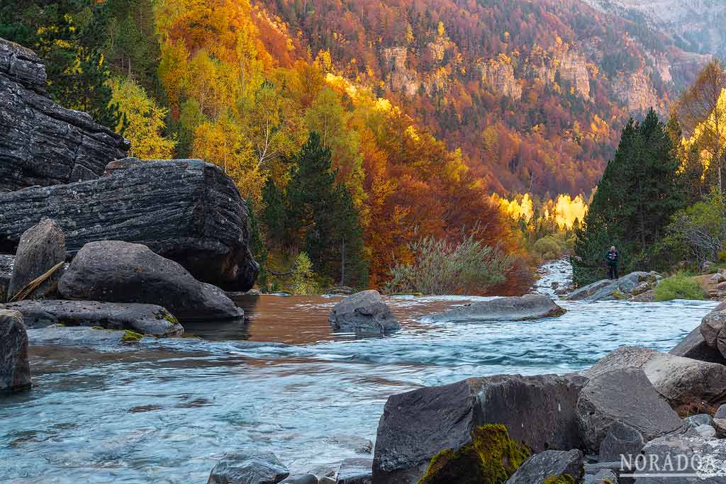 Hayedo de Ordesa en Huesca