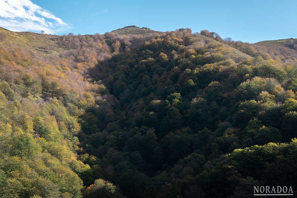 Bosque el valle de Baztán de Navarra