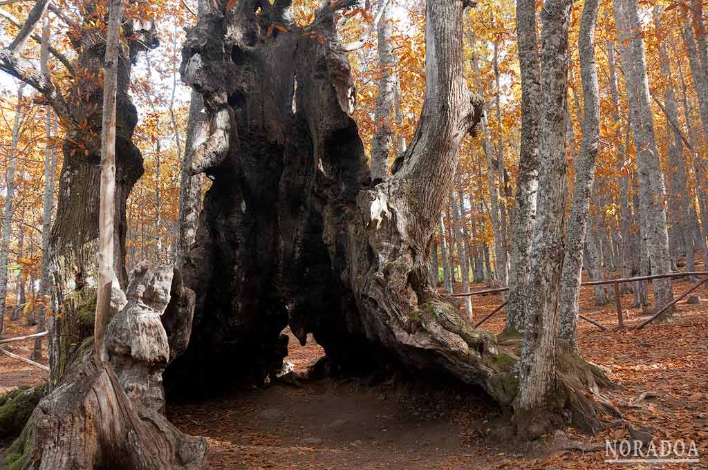 Castañar de El Tiemblo en Ávila