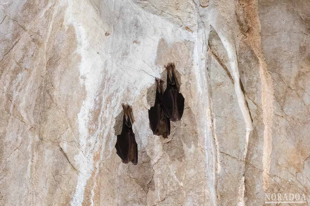 Murciélagos en las Güixas
