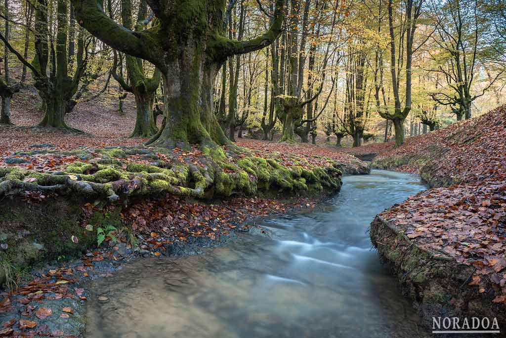 Hayedo de Otzarreta en Bizkaia