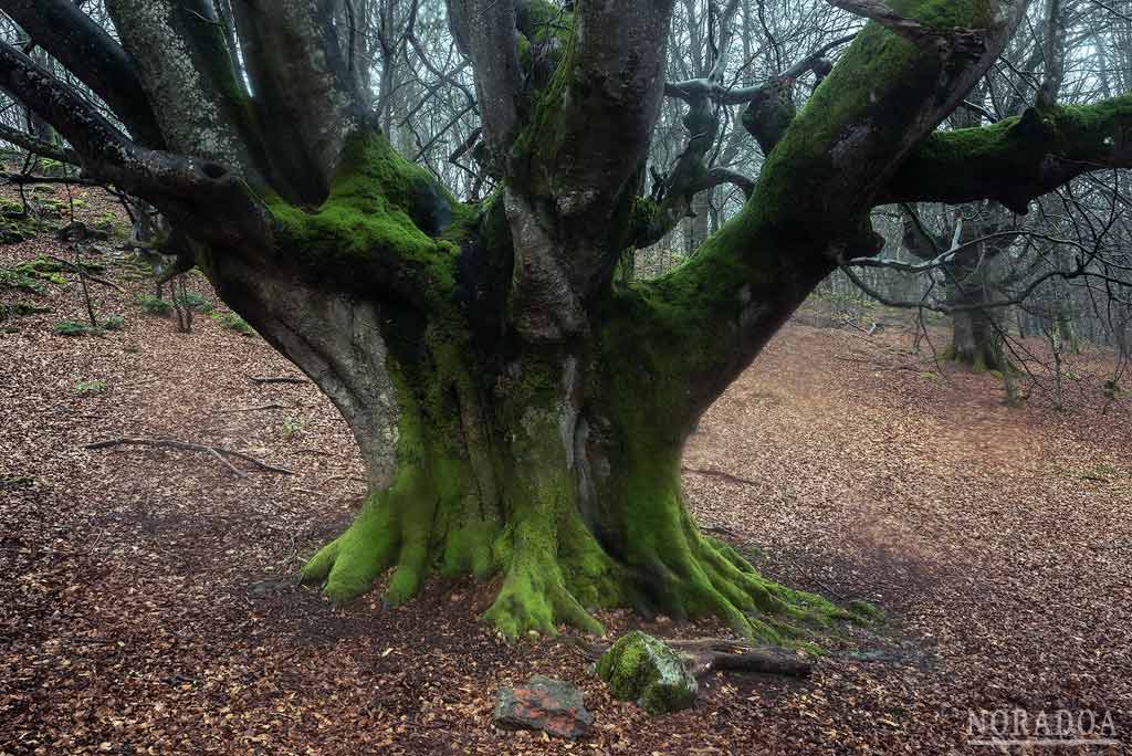 En el hayedo de Siskina puedes encontrar el haya más grande del parque natural del Gorbea