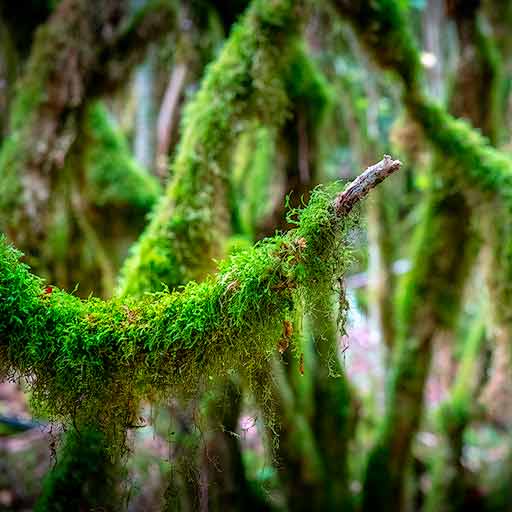 Bosque lluvioso del barranco de Obantzea en Navarra