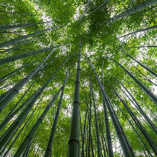 Bosque de bambú de la Ferrería El Pobal en Bizkaia