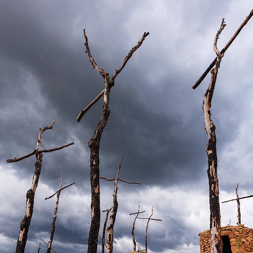 Bosque de las Cruces