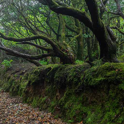 Bosque Encantado en la Reserva Natural de El Pijaral en Tenerife