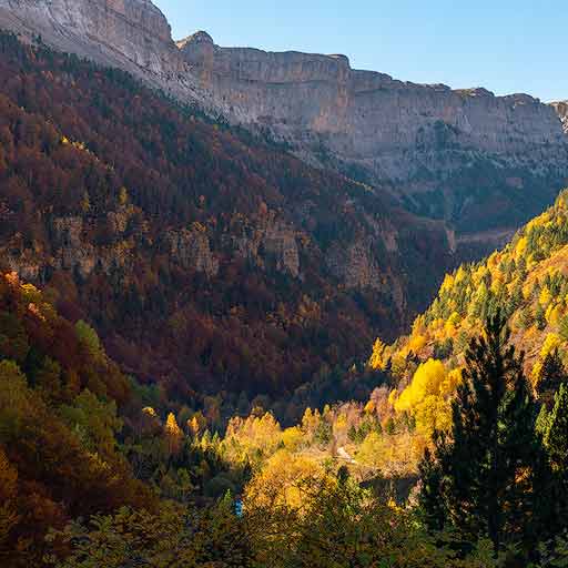 Hayedo de Ordesa en Huesca