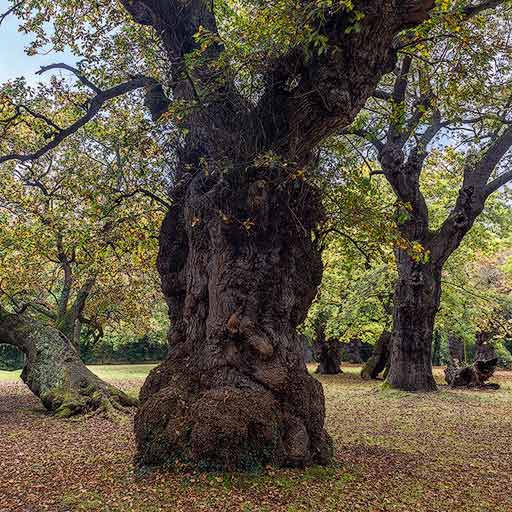 Carbayera de El Tragamón en Asturias