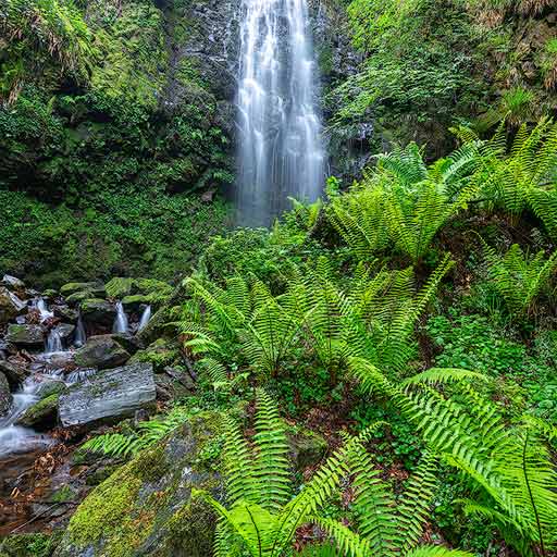 Cascada del hayedo de Belaustegi en Bizkaia