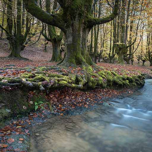 Hayedo de Otzarreta en Bizkaia