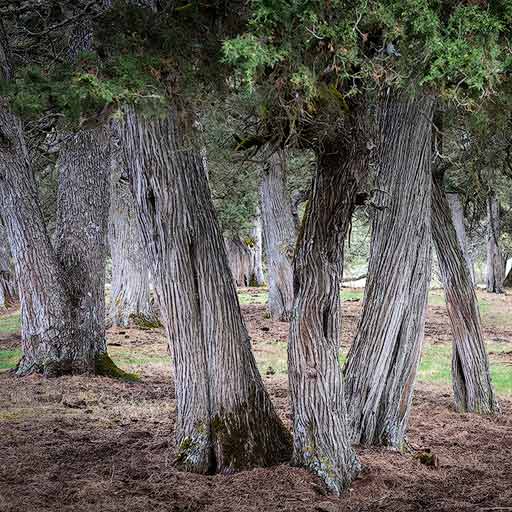 Sabinar de Calatañazor en Soria